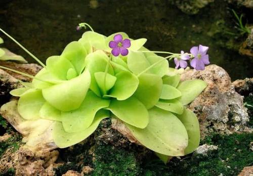 Вы знали, что существуют виды растений, которые могут есть насекомых. Наземные насекомоядные