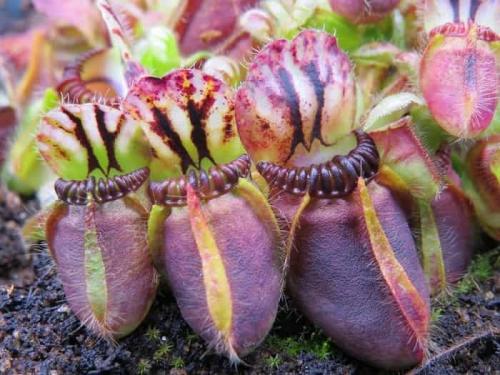 Вы знали, что существуют виды растений, которые могут есть насекомых. Наземные насекомоядные