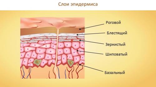 Как быстро вылечить лопнувшую мозоль. Лопнула мозоль на ноге