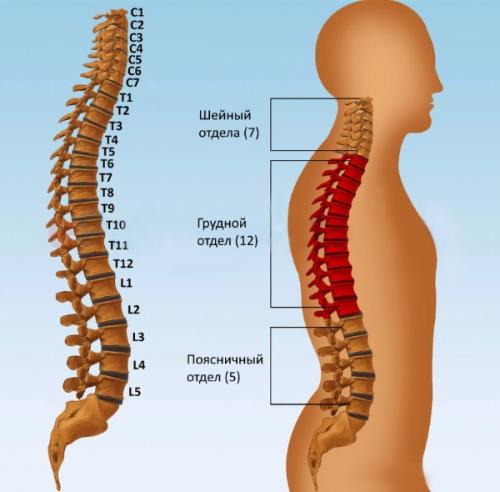 Как выбрать позу для сна. Полноценный сон – выбираем лучшую позу 04
