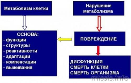 10 мифов и фактов о метаболизме. Самые опасные 5 мифов о метаболизме 03 10 мифов и фактов о метаболизме. Самые опасные 5 мифов о метаболизме 03