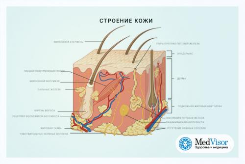Как лишний вес влияет на состояние кожи. Как связаны ожирение и дерматологические проблемы (болезни кожи)