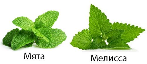 Можно ли использовать мелиссу мяту при заболеваниях желудочно-кишечного тракта. Полезные качества