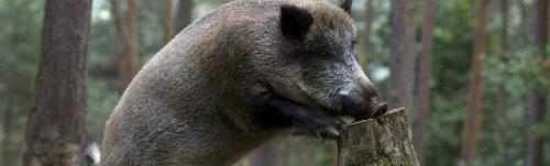 Как встречать Новый год 2022 Свиньи. Какого животного наступающий Новый год 2022 03 Как встречать Новый год 2022 Свиньи. Какого животного наступающий Новый год 2022 03