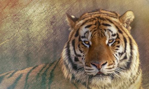 Год Тигра. Люди, рожденные в год Тигра –, какие они: характер, знаменитости, деловой и любовный гороскоп