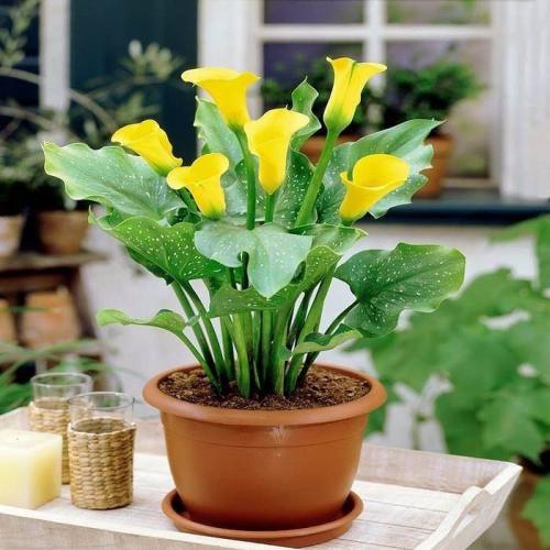 Каллы приметы и суеверия для дома. Калла