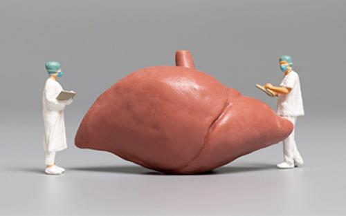 Каким образом алкоголь влияет на печень и как это отражается на женском здоровье. Влияние алкоголя на клетки печени