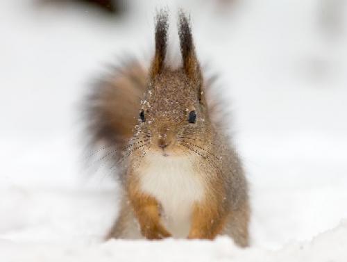 Изучаем мудрость прошлого: ассирийские пословицы и поговорки 07