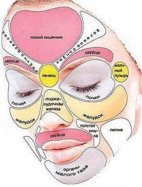 Какая часть лица отвечает за какой внутренний орган. Зоны проекций - Лицо 01