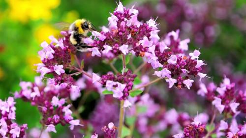 Отвар из душицы мелиссы и зверобоя готовится в соотношении душица 30 гр мелисса 15 гр. Лечебные свойства травы душицы.