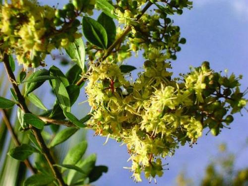 Секреты окрашивания волос дома. Способы окрашивания волос в домашних условиях 02