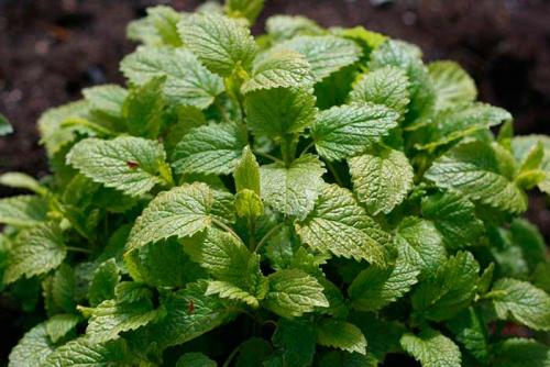 Мята или мелисса, что лучше успокаивает. Мята и мелисса – это одно и то же