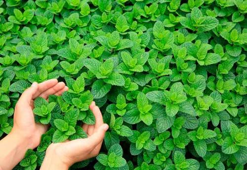 Мята или мелисса, что лучше успокаивает. Мята и мелисса – это одно и то же