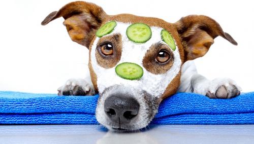 Как ухаживать за собакой. Ухода за собакой — основные правила