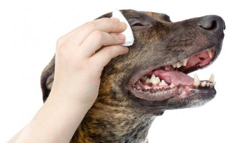 Как ухаживать за собакой. Ухода за собакой — основные правила