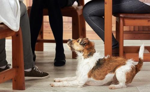 Как ухаживать за собакой. Ухода за собакой — основные правила