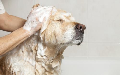 Как ухаживать за собакой. Ухода за собакой — основные правила