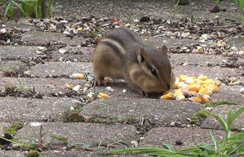 Как быстро и эффективно выучить язык полиглот дмитрий петров. Как правильно учить язык — советы от полиглота Дмитрия Петрова