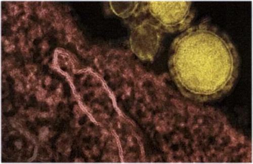 Как защититься от коронавируса и не паниковать. Страшная семейка 04