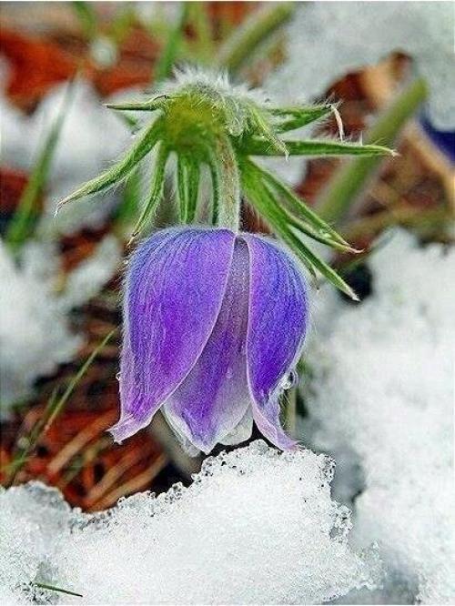 У каждого есть свой ангел - хранитель. 01