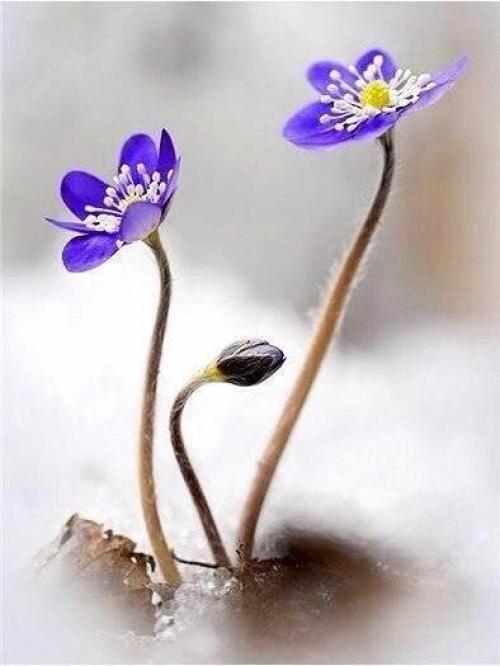 У каждого есть свой ангел - хранитель. 05