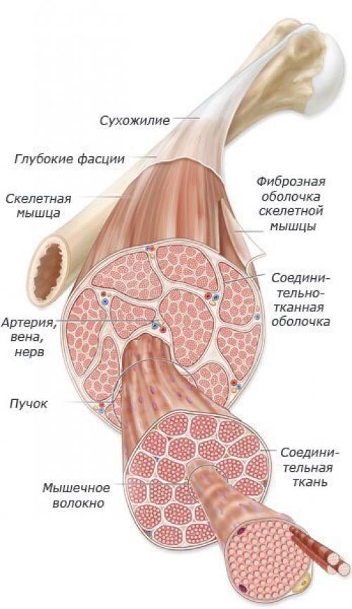 Почему болят мышцы после тренировки? 01