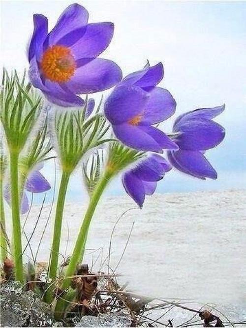 У каждого есть свой ангел - хранитель. 02