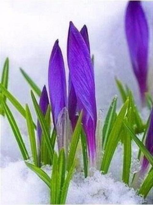 У каждого есть свой ангел - хранитель. 04