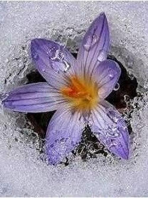 У каждого есть свой ангел - хранитель. 03