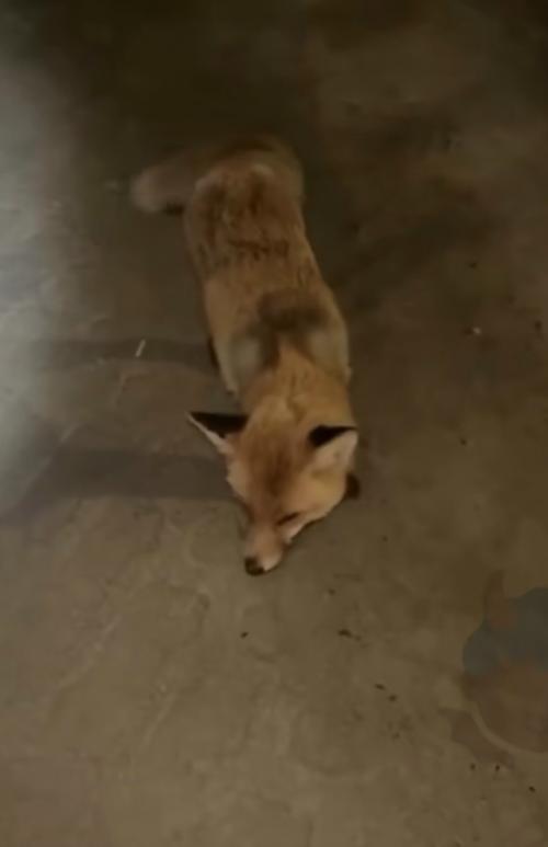 В Казахстане бешеная лиса напала на девушку среди ночи и преследовала её до самой своей смерти - кадры получились в стиле жутких хорроров. 

