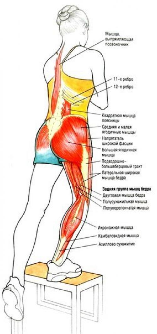 Упражнения для ягодиц и ног (для девушек). 07