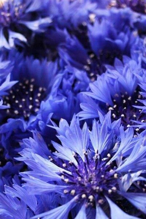 Доброе утро. У каждого есть свой ангел - хранитель. 02