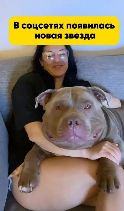 В соцсетях появилась новая звезда - американский булли по кличке туктук, у которого действительно огромная голова.
