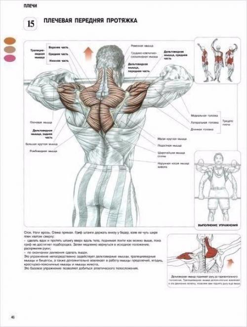 Лучшая программа тренировки плеч. 01 Лучшая программа тренировки плеч. 01