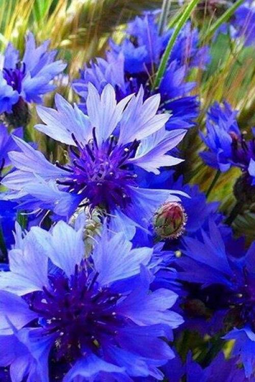 Доброе утро. У каждого есть свой ангел - хранитель. 05