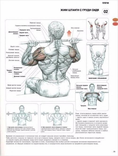 Лучшая программа тренировки плеч. 04 Лучшая программа тренировки плеч. 04
