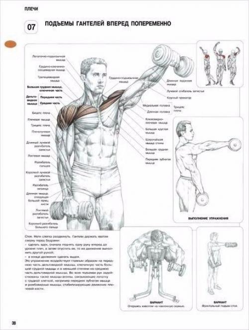 Лучшая программа тренировки плеч. 02 Лучшая программа тренировки плеч. 02