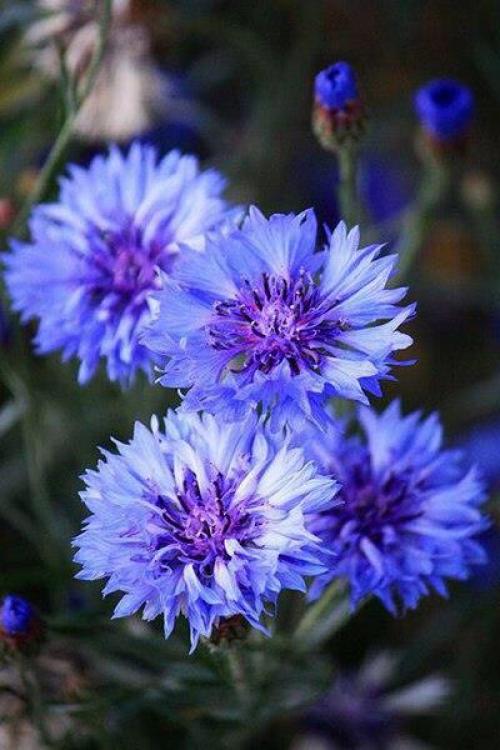 Доброе утро. У каждого есть свой ангел - хранитель. 01