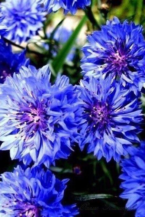 Доброе утро. У каждого есть свой ангел - хранитель. 03