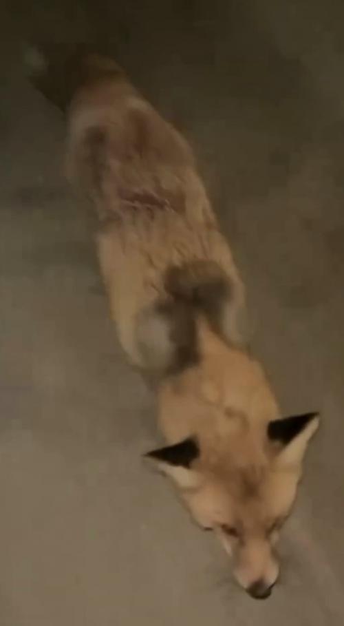 В Казахстане на автозаправке на девушку напала лиса с бешенством и укусила её. 01