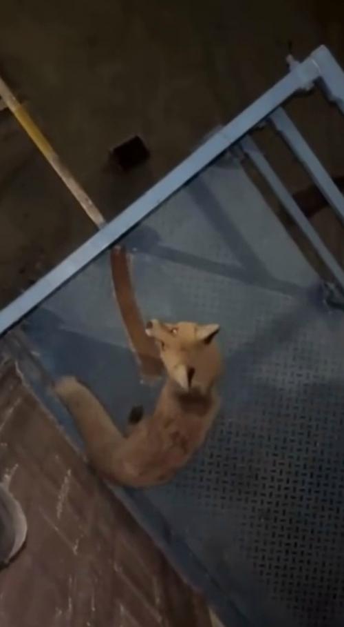 В Казахстане на автозаправке на девушку напала лиса с бешенством и укусила её. 

