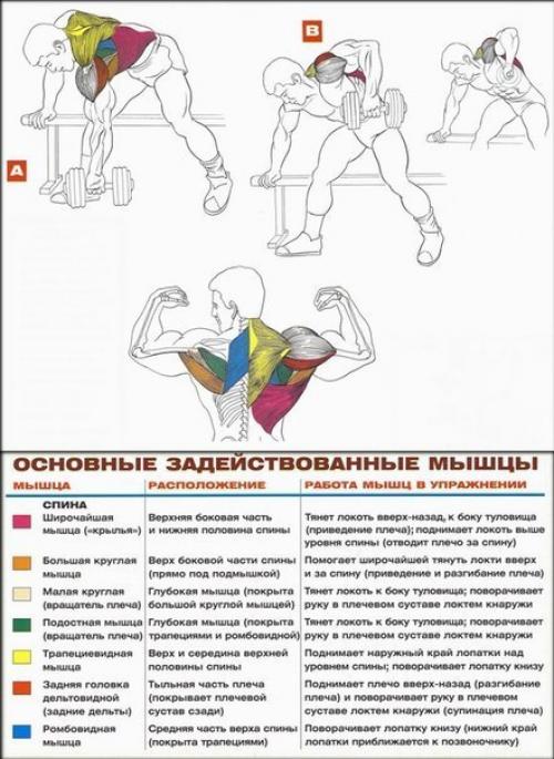 Мы прокачиваем широчайшие. 01