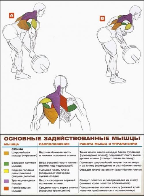 Мы прокачиваем широчайшие. 06