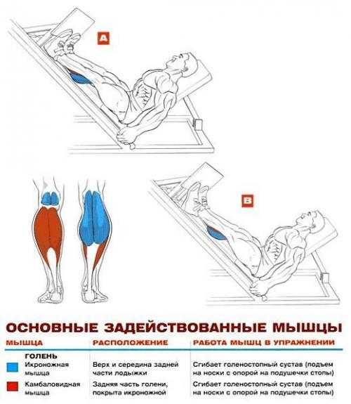 Икры и дельты - это самые Трудные мышцы. 01 Икры и дельты - это самые Трудные мышцы. 01