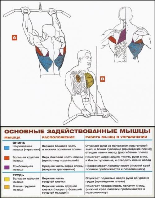 Мы прокачиваем широчайшие. 03