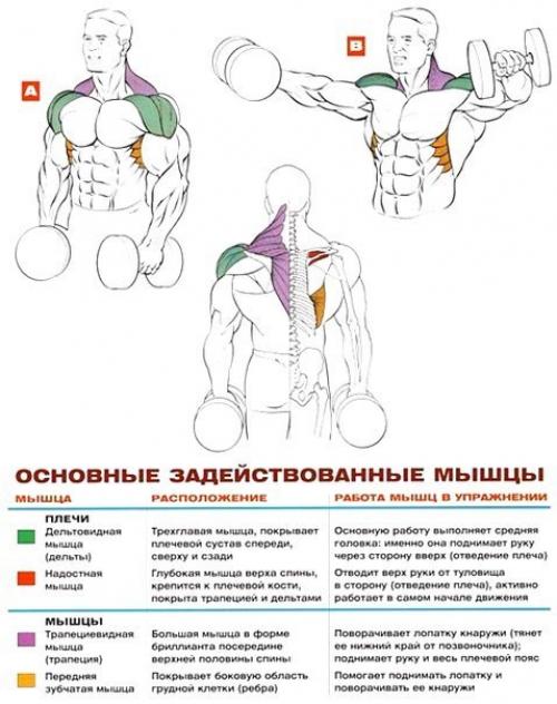 Икры и дельты - это самые Трудные мышцы. 05 Икры и дельты - это самые Трудные мышцы. 05