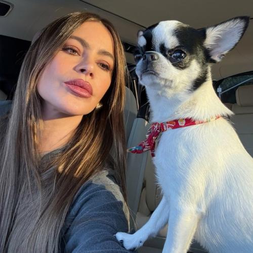 София вергара: колумбийская красотка покорила голливуд! 05