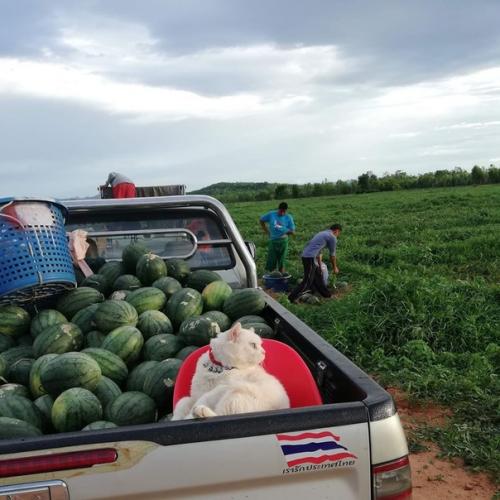 В Таиланде живет кот по кличке жемчужина. 02