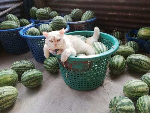 В Таиланде живет кот по кличке жемчужина. 04