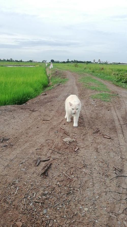 В Таиланде живет кот по кличке жемчужина. 03